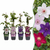 Waldreben-Set „Rainbow" – Clematis in Lila, Rot, Rosa und Weiß