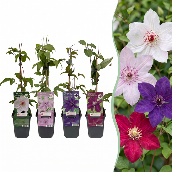 Waldreben-Set „Rainbow" – Clematis in Lila, Rot, Rosa und Weiß