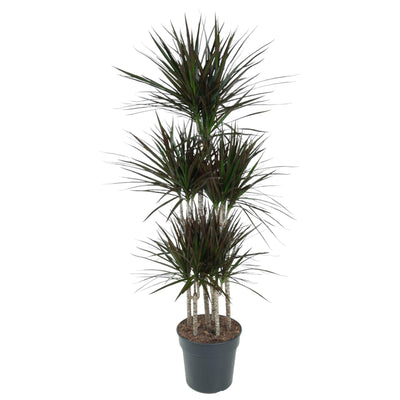 Drachenbaum ‚Magenta' – Dracaena marginata