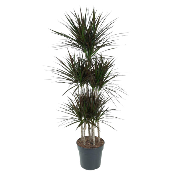 Drachenbaum ‚Magenta' – Dracaena marginata – Ø 31 cm · 150 cm, ohne Übertopf