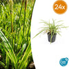 Japan-Segge ‚Aureovariegata' – Carex morrowii