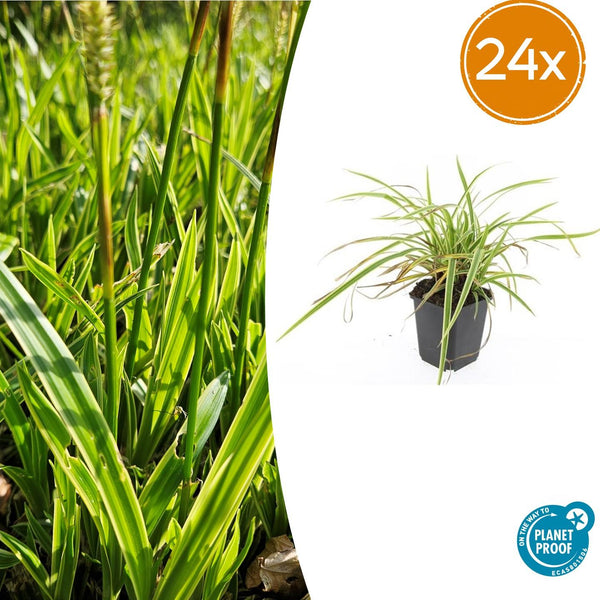 Japan-Segge ‚Aureovariegata' – Carex morrowii