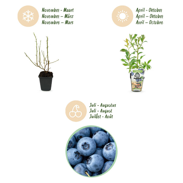 Heidelbeere ‚Bluecrop' – Vaccinium corymbosum – Ansicht 9