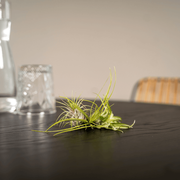 Luftpflanzen-Set „Air Mix" – verschiedene Tillandsien – Ansicht 2