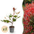 Glanzmispel ‚Red Robin' – Photinia × fraseri