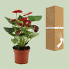Flamingoblume ‚Calon' – Anthurium andraeanum – Ansicht 5