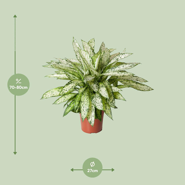 Dieffenbachie ‚Vesuvius' – Dieffenbachia – Ansicht 2