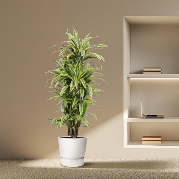 Drachenbaum ‚Lemon Lime' – Dracaena fragrans – Ansicht 4