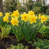 Gelbe Narzisse – Narcissus – Ansicht 2