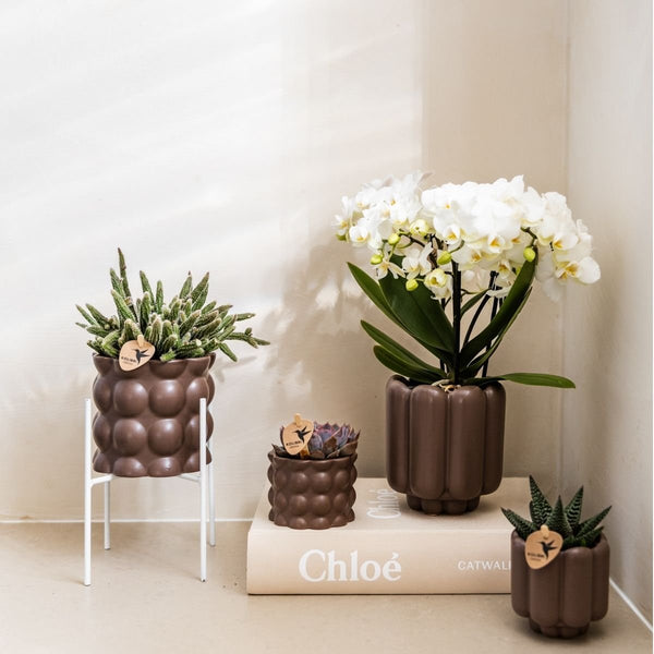 Schmetterlingsorchidee ‚Blossom Zurich' – Phalaenopsis – Ansicht 6