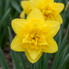 Gefüllte Narzisse ‚Golden Ducat' – Narcissus