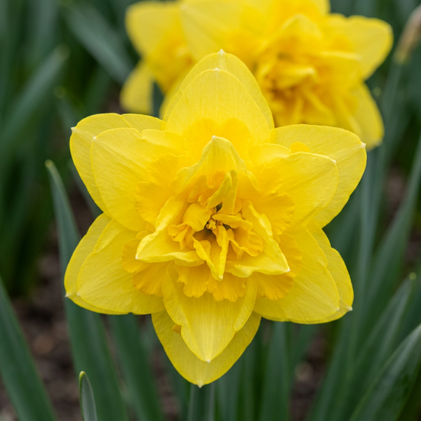 Gefüllte Narzisse ‚Golden Ducat' – Narcissus