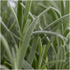 Lavendel – Lavandula angustifolia – Ansicht 2