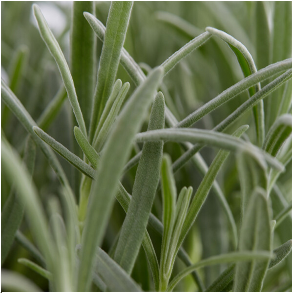 Lavendel – Lavandula angustifolia – Ansicht 2