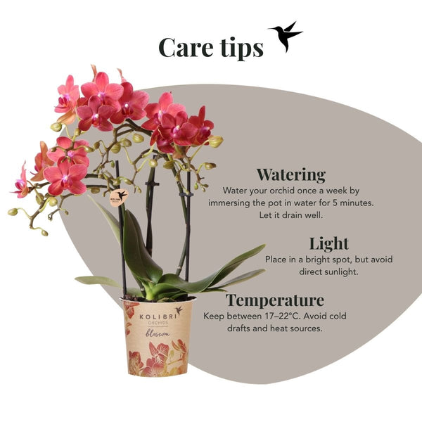 Schmetterlingsorchidee ‚Blossom Congo' – Phalaenopsis – Ansicht 18