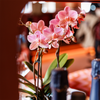 Schmetterlingsorchidee ‚Treviso' – Phalaenopsis – Ansicht 2