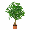 Kunstpflanze Strahlenaralie (Schefflera arboricola)