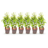 Hainbuche – Carpinus betulus – Ansicht 2