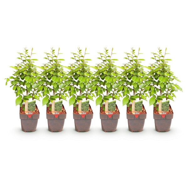 Hainbuche – Carpinus betulus – Ansicht 2