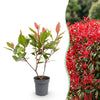 Glanzmispel ‚Little Red Robin' – Photinia × fraseri – Ansicht 3
