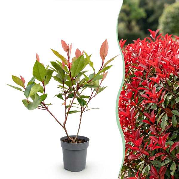 Glanzmispel ‚Little Red Robin' – Photinia × fraseri – Ansicht 3