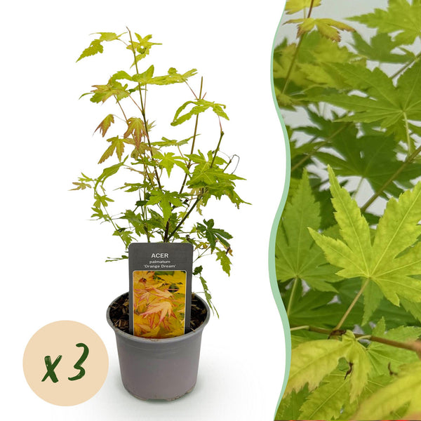 Fächerahorn ‚Orange Dream' – Acer palmatum