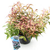 Traubenheide ‚Makijaz' – Leucothoe fontanesiana – Ansicht 2