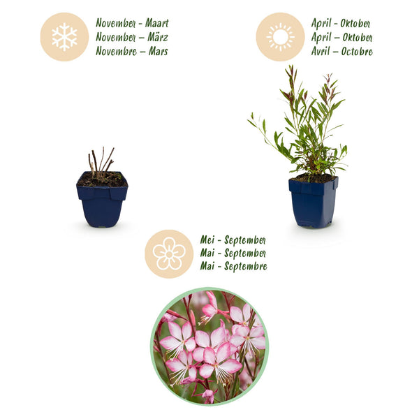 Prachtkerze ‚Rosyjane' – Gaura lindheimeri – Ansicht 4