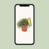 Korallenkaktus – Rhipsalis burchellii – Ansicht 4