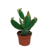 Feigenkaktus – Opuntia quitensis