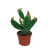 Feigenkaktus – Opuntia quitensis