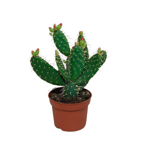 Feigenkaktus – Opuntia quitensis