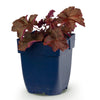 Purpurglöckchen ‚Palace Purple' – Heuchera micrantha – Ansicht 2