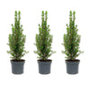 Zuckerhutfichte ‚Perfecta' – Picea glauca