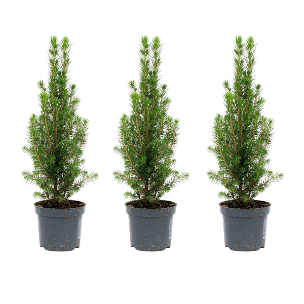 Zuckerhutfichte ‚Perfecta' – Picea glauca