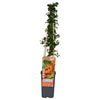 Feuerdorn ‚Soleil d'Or' – Pyracantha – Ansicht 2