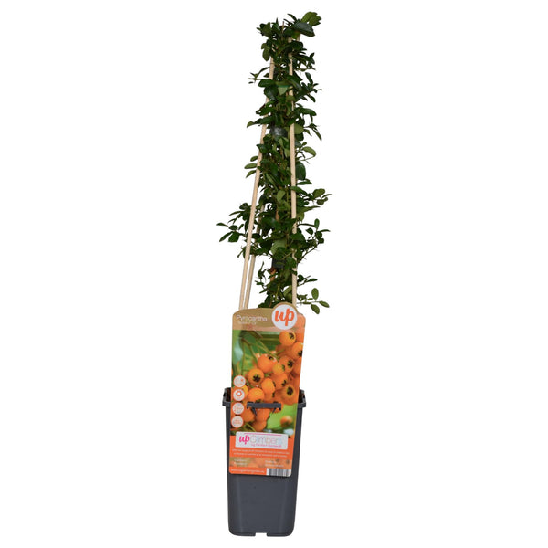 Feuerdorn ‚Soleil d'Or' – Pyracantha – Ansicht 2