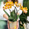 Schmetterlingsorchidee ‚Las Vegas' – Phalaenopsis – Ansicht 3