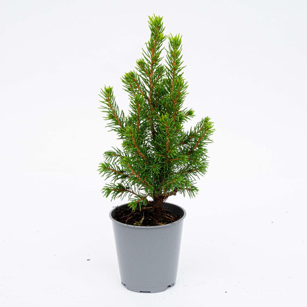 Zuckerhutfichte ‚Perfecta' – Picea glauca