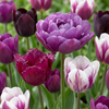 Tulpe ‚Blueberry Mix' – Tulipa