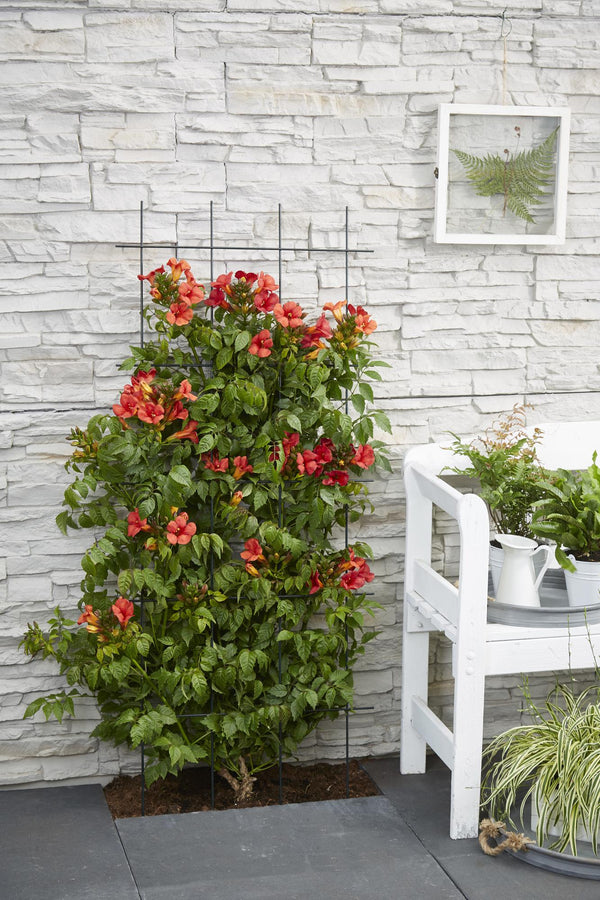 Trompetenblume ‚Summer Jazz Fire Trumpet' – Campsis radicans