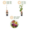 Feige ‚Rouge de Bordeaux' – Ficus carica – Ansicht 4