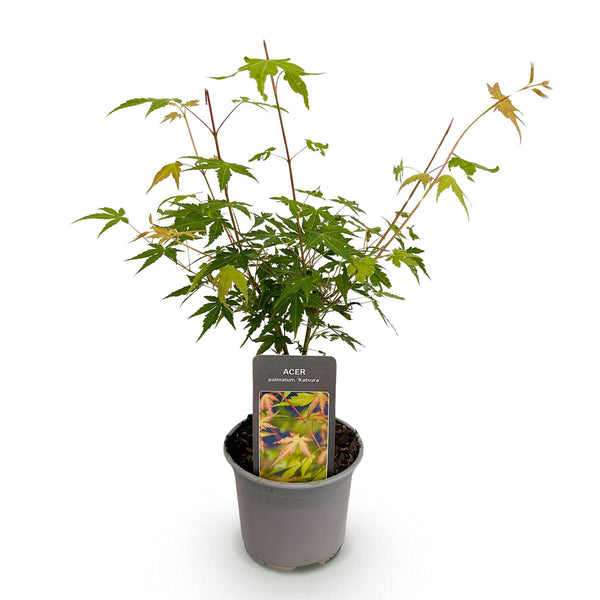 Fächerahorn ‚Katsura' – Acer palmatum – Ansicht 2