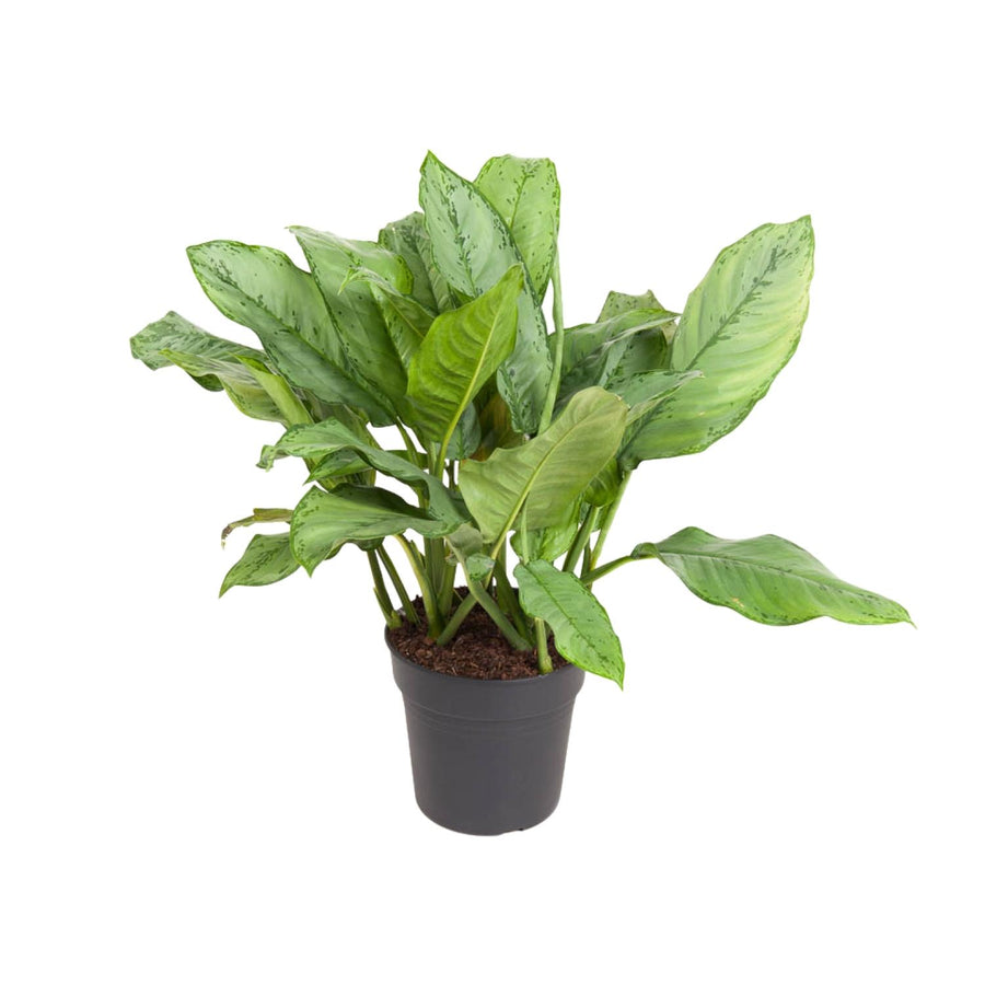 Aglaonema