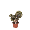Pfauenkorbmarante – Calathea makoyana