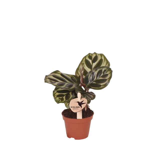 Pfauenkorbmarante – Calathea makoyana
