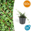Teppich-Zwergmispel ‚Streib's Findling' – Cotoneaster procumbens
