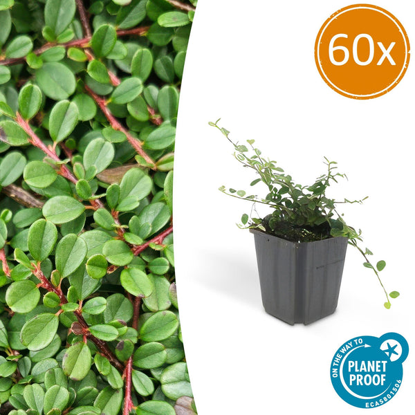 Teppich-Zwergmispel ‚Streib's Findling' – Cotoneaster procumbens