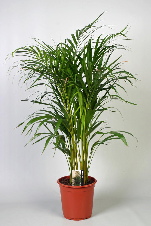 Goldfruchtpalme – Dypsis lutescens