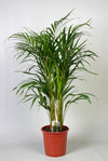 Goldfruchtpalme – Dypsis lutescens – Ø 21 cm · 100 cm